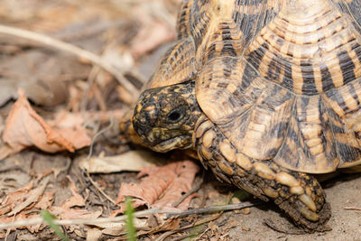 Close-up of a turtle on field