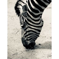 Zebra standing in zoo