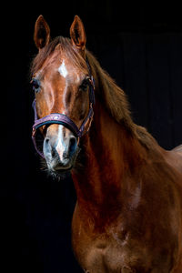 Portrait of a brown horse