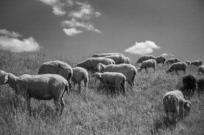Flock of sheep on field