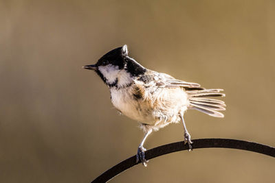 Close-up of bird perching on twig