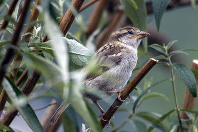 Close-up of a house  sparrow perching on branch