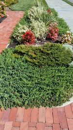 High angle view of plants