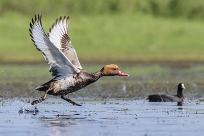 Bird flying over lake