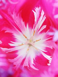 Full frame shot of pink rose flower