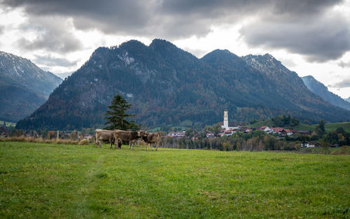 Cow in a field, alpine mountain