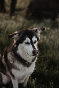 Close-up of dog on grassy field