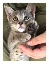 Close-up of hand holding kitten