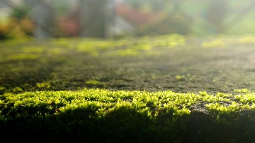 Close-up of grass growing on field
