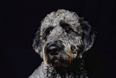 Close-up portrait of dog over black background