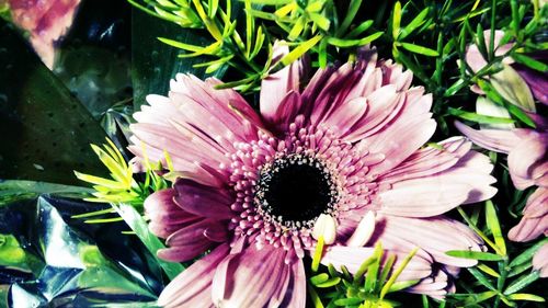 Close-up of pink flower
