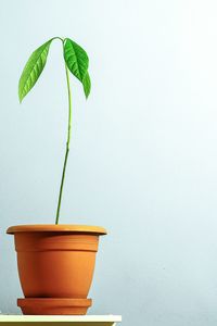 Close-up of potted plant on table