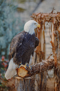Close-up of american eagle against american flag in the background