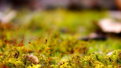 Close-up of moss growing on field