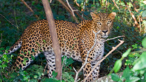 View of cat on ground