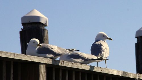 Seagulls perching on railing against clear sky