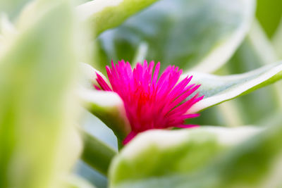 Close-up of pink flower