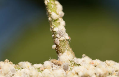 Close-up of insect