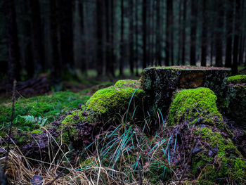 Moss on tree trunk in forest