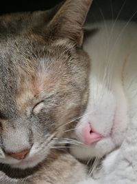 Close-up of cat sleeping