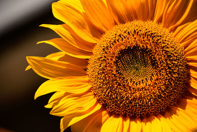 Close-up of sunflower