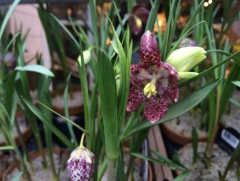 Close-up of flowers blooming outdoors