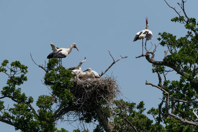 Low angle view of birds perching on tree against sky