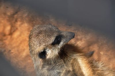 Close-up of a dog