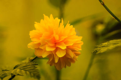 Close-up of yellow flowering plant