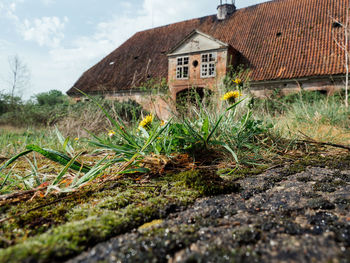 Plants growing on field by building against sky