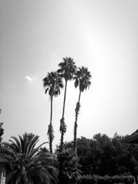 Low angle view of palm trees