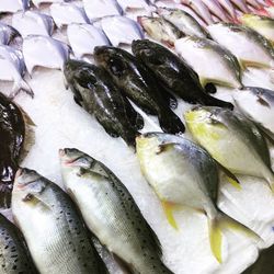 Close-up of fish for sale in market