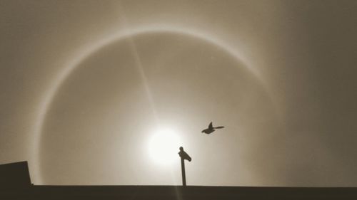 Low angle view of birds flying in sky