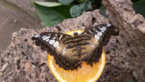 Close-up of butterfly pollinating on flower