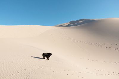 Dog standing at desert against clear sky