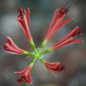 Close-up of red flower