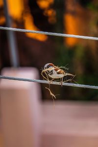 Bird photography 