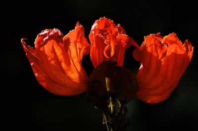 Close-up of orange rose against black background