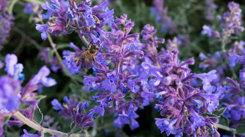 Close-up of bee on purple flowers