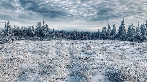 Pine trees on snow covered land against sky