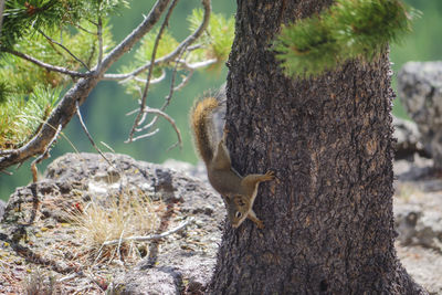 Close-up of squirrel on tree trunk