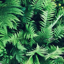 Full frame shot of green leaves