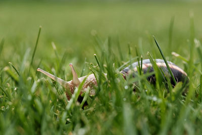 Close-up of grass on field