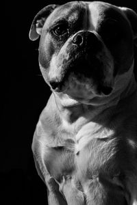 Close-up portrait of an animal