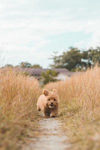 Cute brown hairy puppy running amidst plants on land