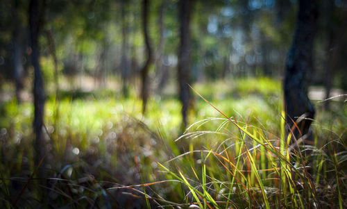 Close-up of grass growing in field