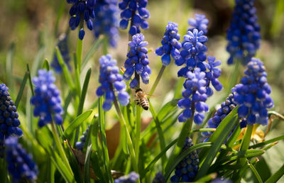 Close-up of bee pollinating on purple flowering plant