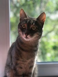 Close-up portrait of tabby cat