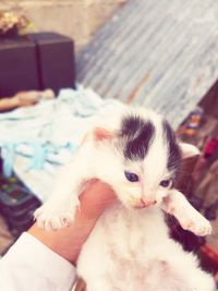 Close-up of kitten relaxing on bed