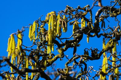 Low angle view of flowering plants against clear blue sky